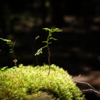 木曽檜の森へ。